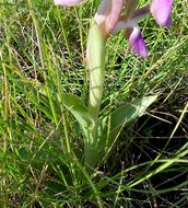 Image de <i>Orchis collina</i>