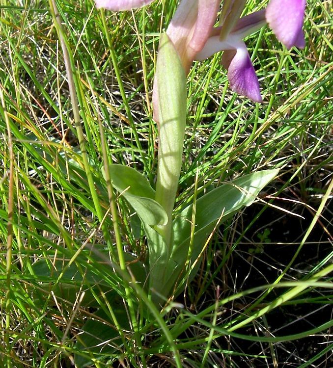 Image de <i>Orchis collina</i>