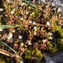 Saxifraga tridactylites L.的圖片