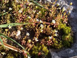 Imagem de Saxifraga tridactylites L.