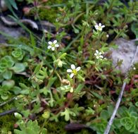 Imagem de Saxifraga tridactylites L.