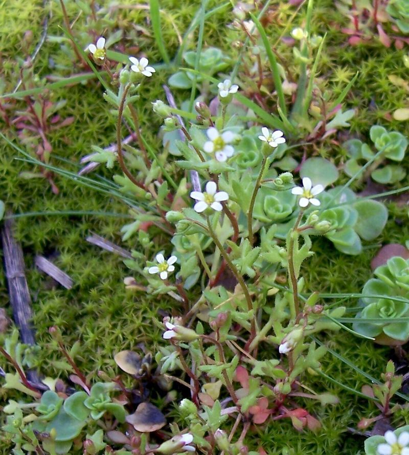 Imagem de Saxifraga tridactylites L.