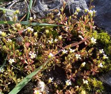 Imagem de Saxifraga tridactylites L.