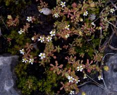 Imagem de Saxifraga tridactylites L.