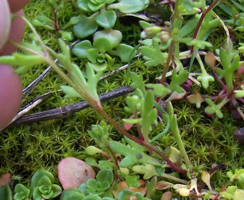 Imagem de Saxifraga tridactylites L.