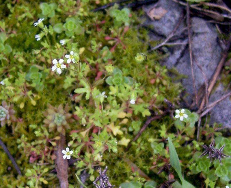 Imagem de Saxifraga tridactylites L.