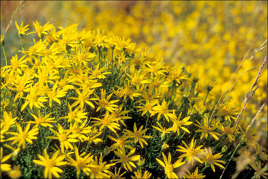 Plancia ëd Ericameria linearifolia (DC.) L. E. Urbatsch & J. R. Wussow