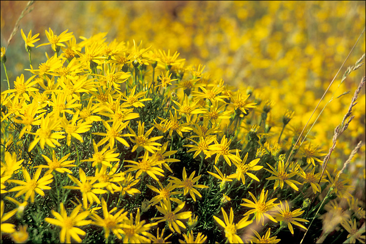 Image of narrowleaf goldenbush