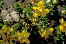 Image of creosote bush