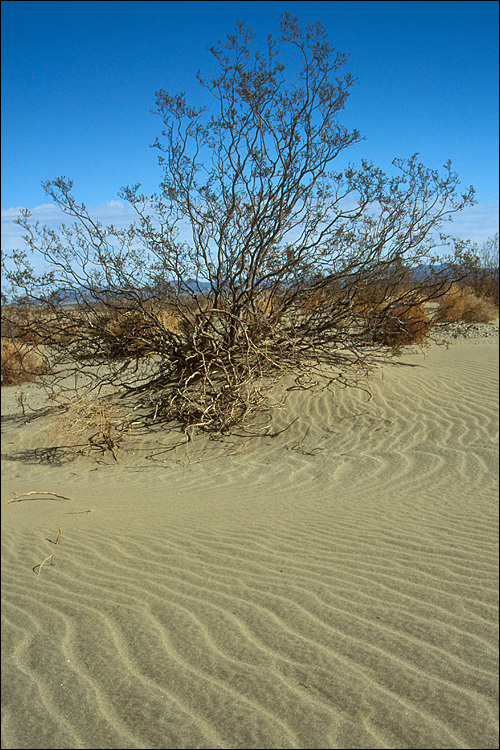 Image of creosote bush