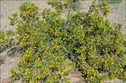 Image of creosote bush