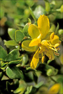 Image of creosote bush