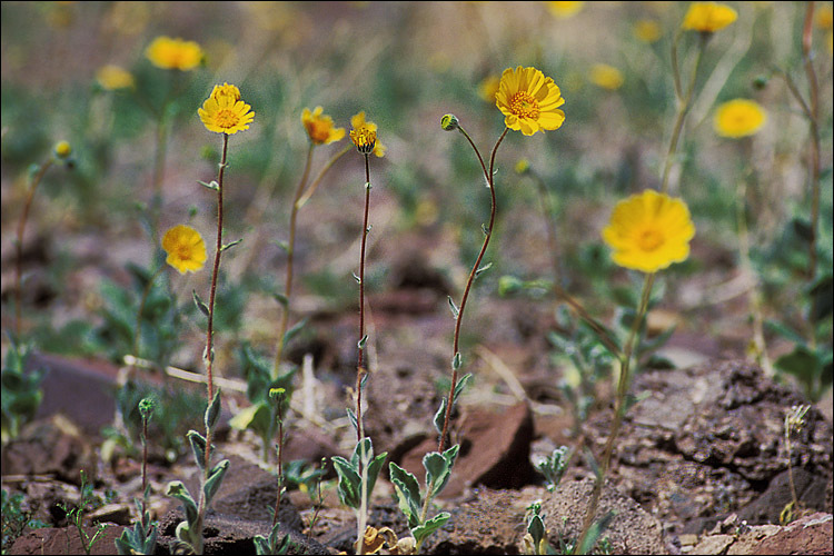 Image of hairy desertsunflower