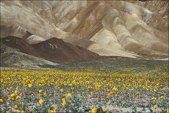 Geraea canescens Torr. & A. Gray的圖片