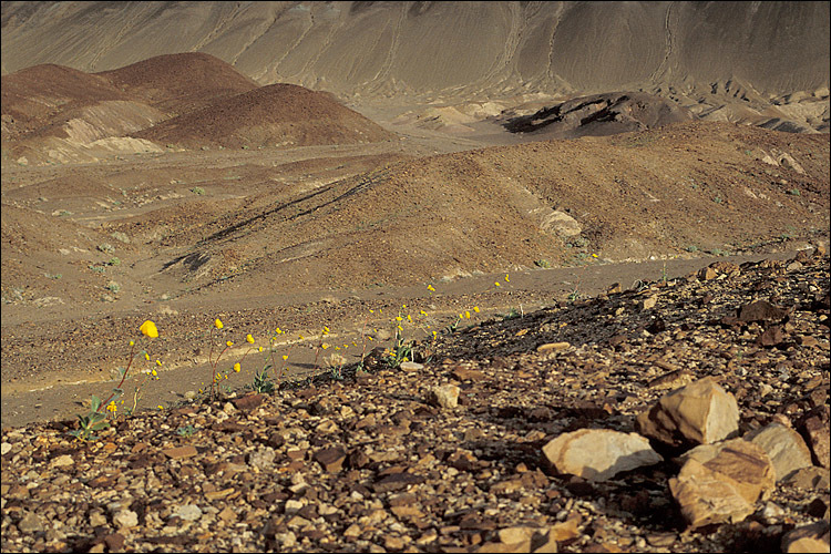 Image of hairy desertsunflower