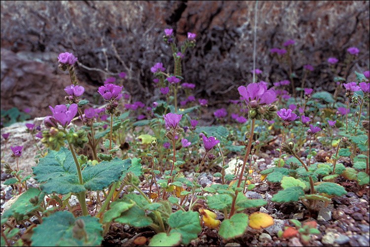 Phacelia calthifolia Brand resmi