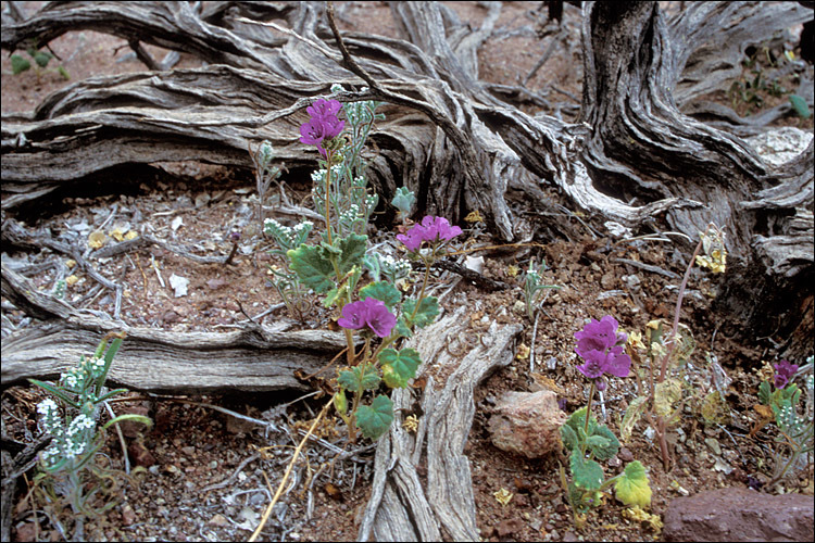 Phacelia calthifolia Brand resmi