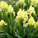 Sivun Iris pseudopumila Tineo kuva