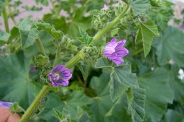 Image of <i>Malva pseudolavatera</i>