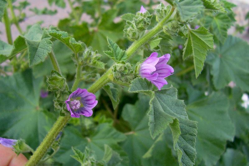 Image of <i>Malva pseudolavatera</i>