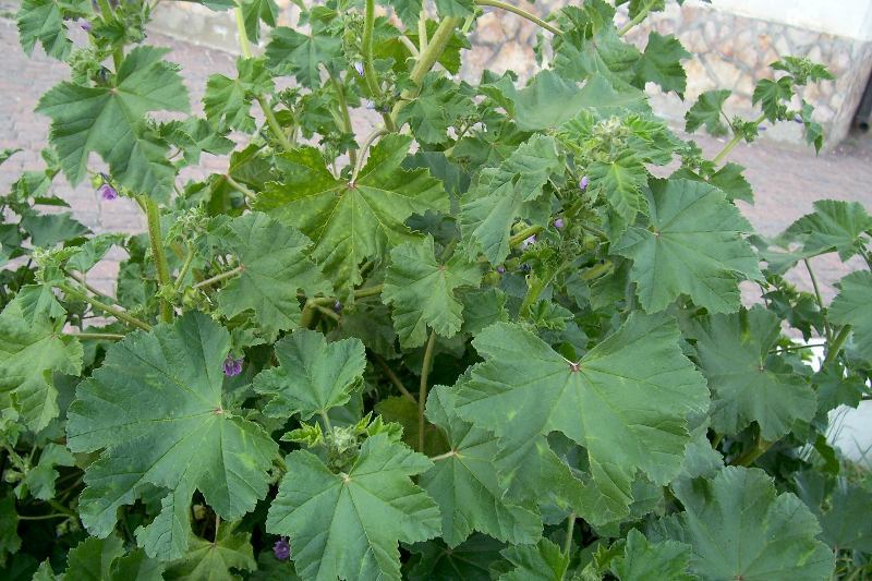 Image of <i>Malva pseudolavatera</i>