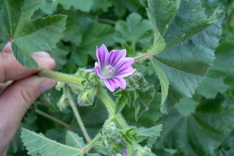 Image of <i>Malva pseudolavatera</i>