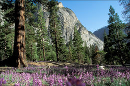 Image of Sierra lupine