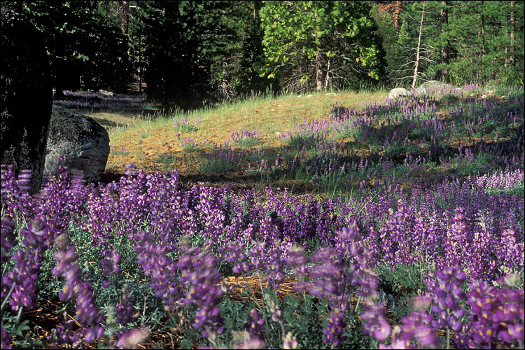 Image of Sierra lupine