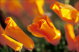 Imagem de Eschscholzia californica Cham.