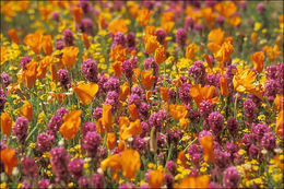 Image of California poppy