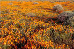 Imagem de Eschscholzia californica Cham.