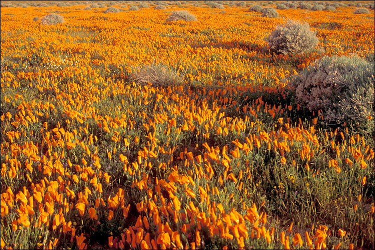 Image of California poppy