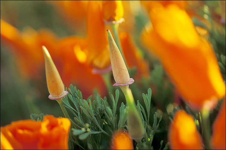 Imagem de Eschscholzia californica Cham.