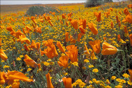 Imagem de Eschscholzia californica Cham.