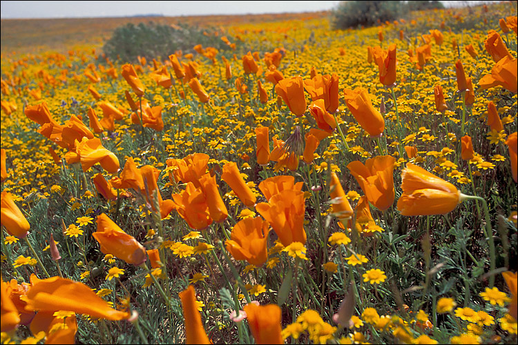 Image of California poppy