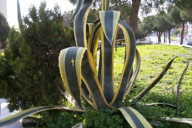 Image of <i>Agave americana</i> var. <i>marginata</i>