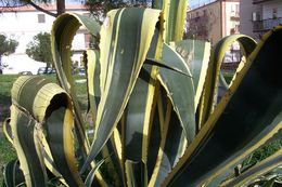 Image of <i>Agave americana</i> var. <i>marginata</i>