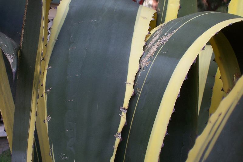 Image of <i>Agave americana</i> var. <i>marginata</i>
