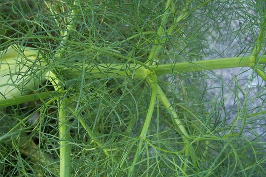 Ferula communis L. resmi