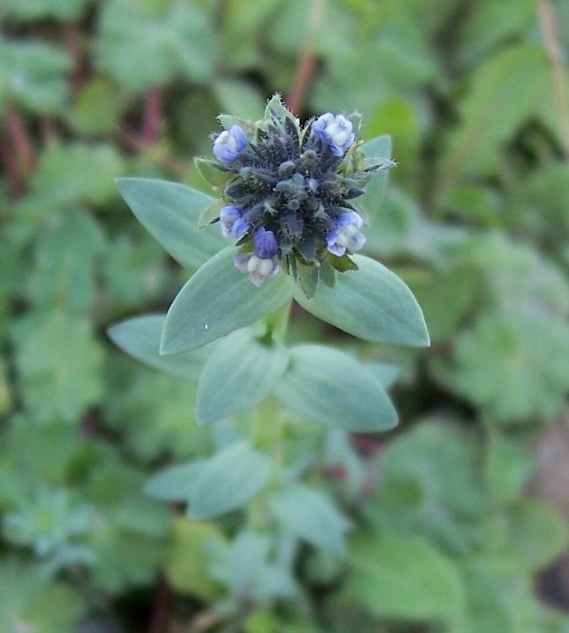 Image of Linaria micrantha (Cav.) Hoffmgg. & Link