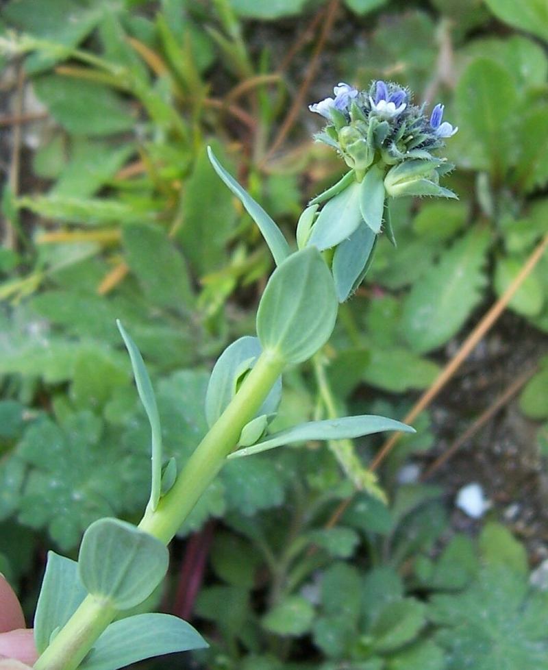 Image of Linaria micrantha (Cav.) Hoffmgg. & Link