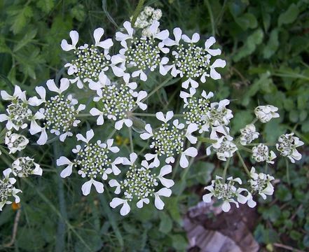 Image of Mediterranean hartwort