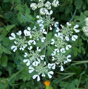 Image of Mediterranean hartwort