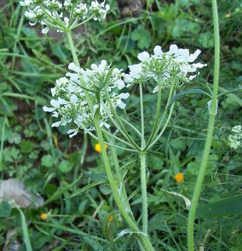 Image of Mediterranean hartwort