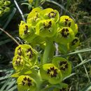 Image of Albanian spurge