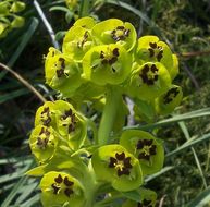 Image of Albanian spurge