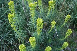 Image of Albanian spurge