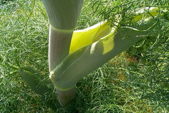 Image of Giant Fennel