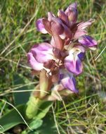 Image de <i>Orchis collina</i>