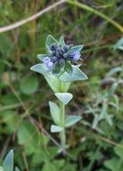 Image of Linaria micrantha (Cav.) Hoffmgg. & Link